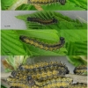 nymp polychloros larva3 volg